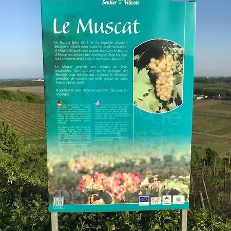 Le Muscat *